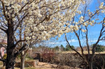 The Little Issues E-newsletter #461 – Life, ...