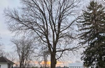 The Little Issues E-newsletter #462 – Life, ...