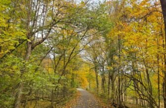 The Little Issues Publication #492 – Life, l...