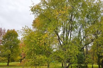 The Little Issues Publication #493 – Life, l...