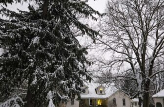 The Little Issues Publication #498 – Life, l...