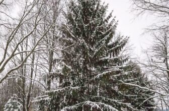 The Little Issues Publication #500 – Life, l...